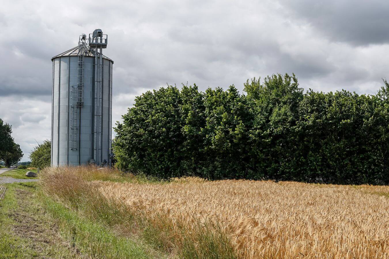 Wheat field before harvest
